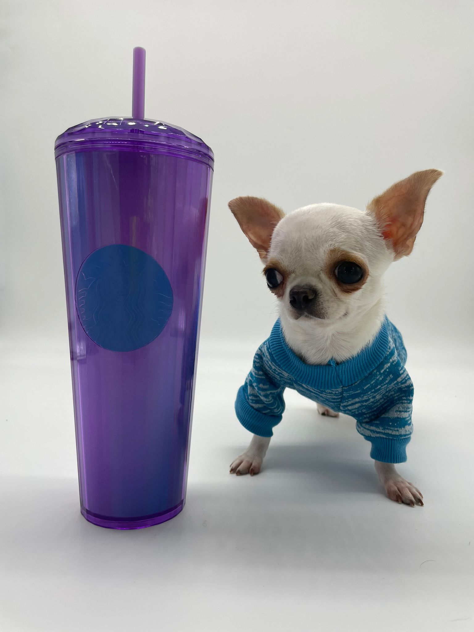 World's smallest dog 2024 guinness world record